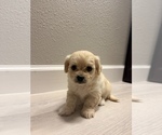 Mallory - Female Maltipoo (Miniature) Puppy for Sale - Small photo