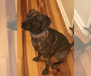 Labrador Retriever-Mountain Cur Mix Puppy for sale in LAFAYETTE, IN, USA