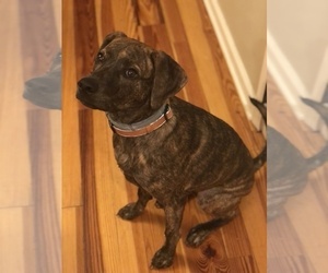 Labrador Retriever-Mountain Cur Mix Puppy for sale in LAFAYETTE, IN, USA