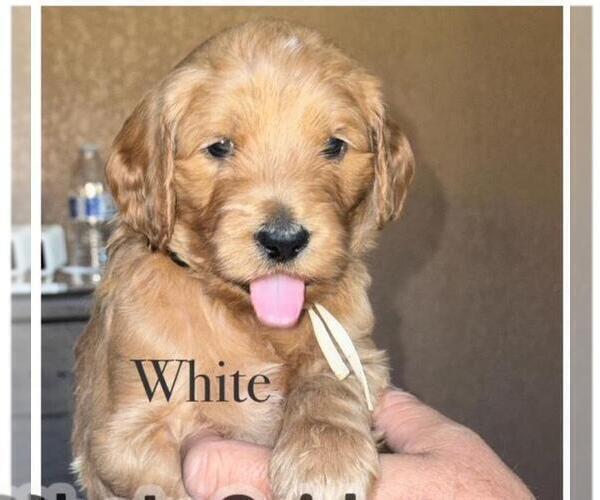Medium Photo #9 Double Doodle Puppy For Sale in HESPERIA, CA, USA