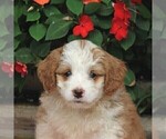 Small Photo #6 Bernedoodle-Poodle (Miniature) Mix Puppy For Sale in EAST EARL, PA, USA
