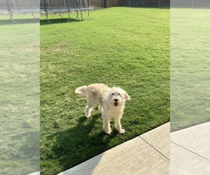 Goldendoodle Puppy for sale in JUSTIN, TX, USA