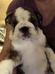 Small Photo #3 English Bulldogge Puppy For Sale in LELAND, NC, USA