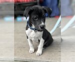 Small Photo #2 Borador Puppy For Sale in Wyoming, MI, USA