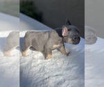 Puppy 4 French Bulldog