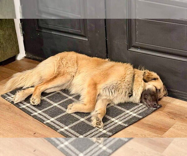 Medium Photo #3 Great Pyrenees-Unknown Mix Puppy For Sale in Wakefield, RI, USA