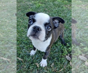 Boston Terrier Puppy for sale in ANGOLA, KS, USA