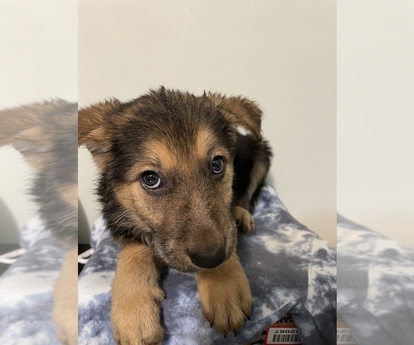 Medium Photo #1 German Shepherd Dog Puppy For Sale in SOUTH BEND, IN, USA