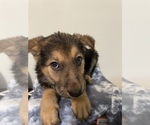 Small Photo #1 German Shepherd Dog Puppy For Sale in SOUTH BEND, IN, USA