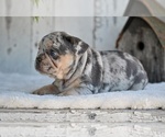 Small #3 French Bulldog