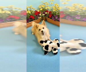 Wanda - Female Mutt Dog for Adoption - Photo #6