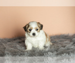 Small Photo #2 Zuchon Puppy For Sale in WOLCOTTVILLE, IN, USA