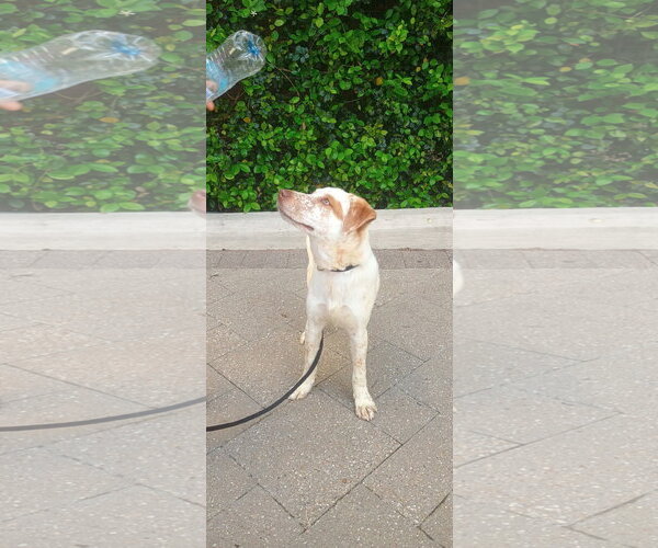 Medium Photo #1 Labrador Retriever-Unknown Mix Puppy For Sale in The Woodlands, TX, USA