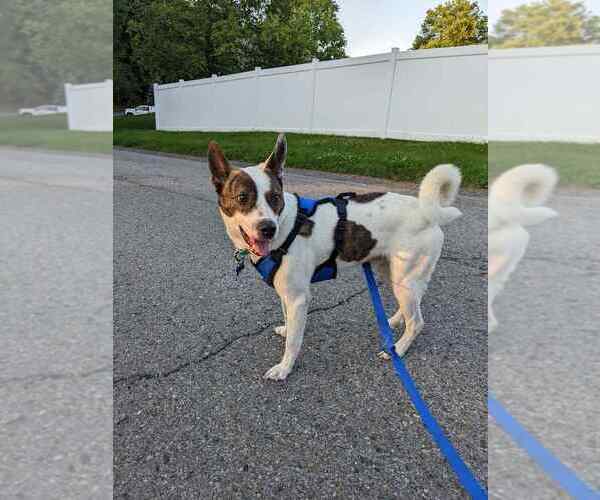 Medium Photo #3 Mutt Puppy For Sale in Springdale, PA, USA