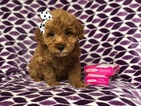 Small Photo #1 Goldendoodle (Miniature) Puppy For Sale in CEDAR LANE, PA, USA