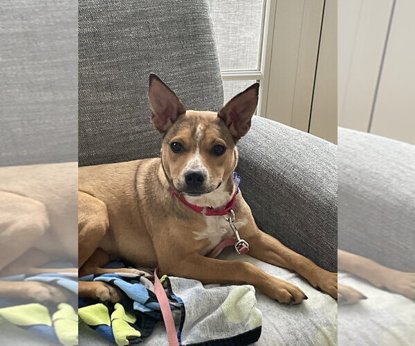 Medium Photo #23 Labrador Retriever-Unknown Mix Puppy For Sale in Oak Bluffs, MA, USA