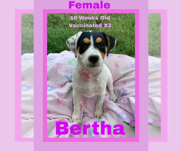 Medium Photo #2 Mutt Puppy For Sale in FRAMINGHAM, MA, USA