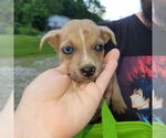 Small #3 Boxer Mix