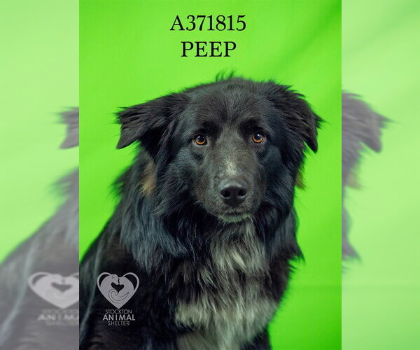 Medium Photo #1 Australian Shepherd-Unknown Mix Puppy For Sale in Stockton, CA, USA