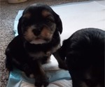 Small #12 Aussie-Corgi-Cavalier King Charles Spaniel Mix