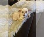 Small Photo #1  Puppy For Sale in , 