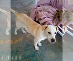 Small #11 Labrador Retriever Mix