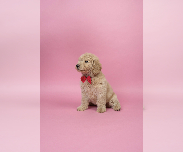 Medium Photo #2 Goldendoodle Puppy For Sale in NASHVILLE, TN, USA