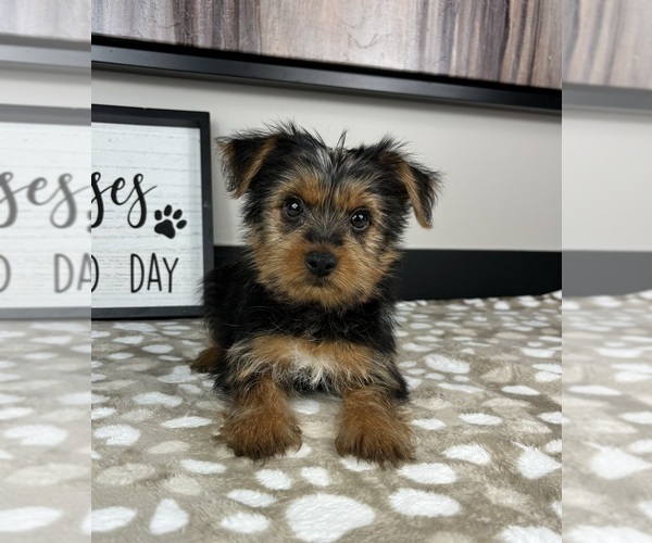 Medium Photo #1 Yorkshire Terrier Puppy For Sale in INDIANAPOLIS, IN, USA