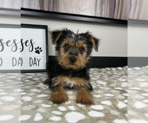 Yorkshire Terrier Puppy for sale in INDIANAPOLIS, IN, USA