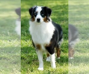 Mother of the Miniature American Shepherd puppies born on 08/12/2021