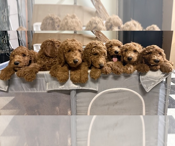 Medium Photo #1 Doodle-Golden Retriever Mix Puppy For Sale in WILDOMAR, CA, USA