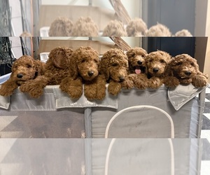 Doodle-Golden Retriever Mix Puppy for sale in WILDOMAR, CA, USA