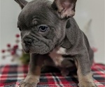 Small Photo #37 French Bulldog Puppy For Sale in GOSHEN, IN, USA