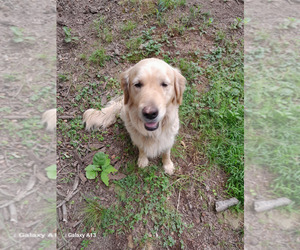 English Cream Golden Retriever Puppy for sale in DAWSONVILLE, GA, USA