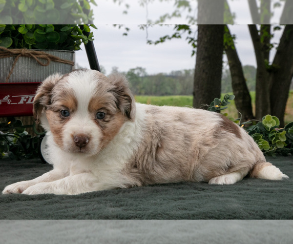 Medium Photo #3 Miniature Australian Shepherd Puppy For Sale in CHRISTIANA, PA, USA