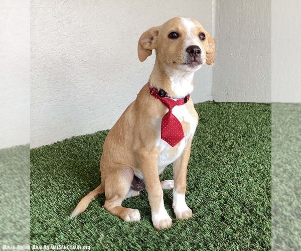 Medium Photo #3 Boxador Puppy For Sale in San Diego, CA, USA