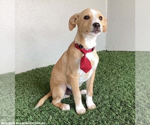 Dan - Male Boxador Dog for Adoption - Photo #3