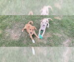 Small #6 Dachshund Mix