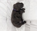 Small #5 Cockapoo (Miniature)