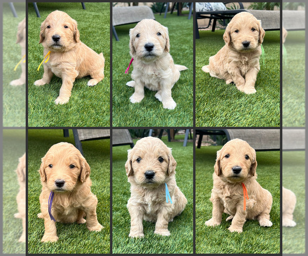 Medium Photo #1 Goldendoodle Puppy For Sale in PHOENIX, AZ, USA