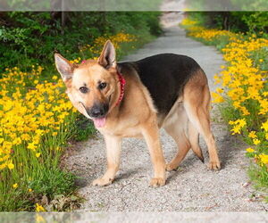 German Shepherd Dog-Unknown Mix Dogs for adoption in San Andreas, CA, USA