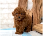 Small Photo #3 Poodle (Toy) Puppy For Sale in SEATTLE, WA, USA