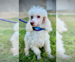 Small #1 Poodle (Toy)