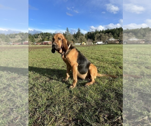 Medium Photo #1 Bloodhound Puppy For Sale in SWEET HOME, OR, USA