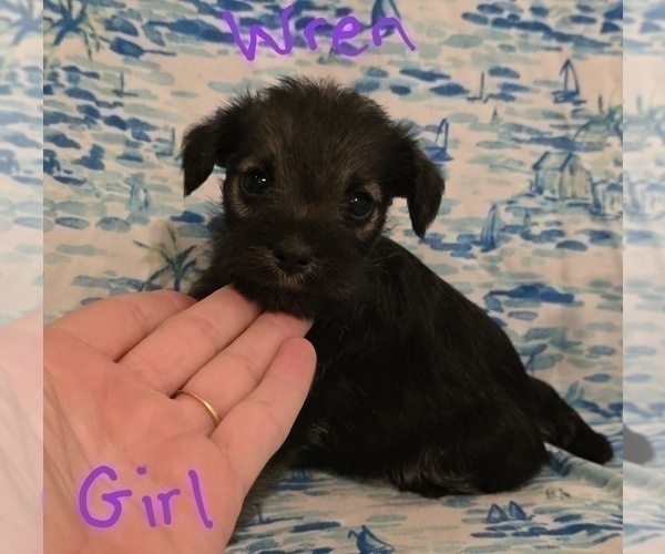 Medium Photo #15 Chizer Puppy For Sale in MONTEZUMA, GA, USA