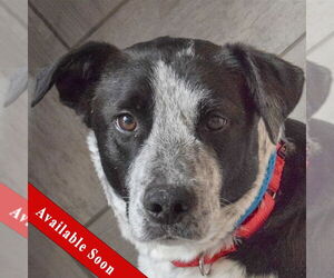 Border Collie-Unknown Mix Dogs for adoption in Huntley, IL, USA