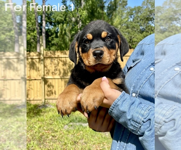 Medium Photo #3 Rottweiler Puppy For Sale in OCALA, FL, USA