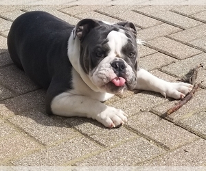 Bulldog Puppy for sale in MARENGO, IL, USA