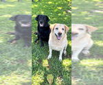 Small #4 Labrador Retriever