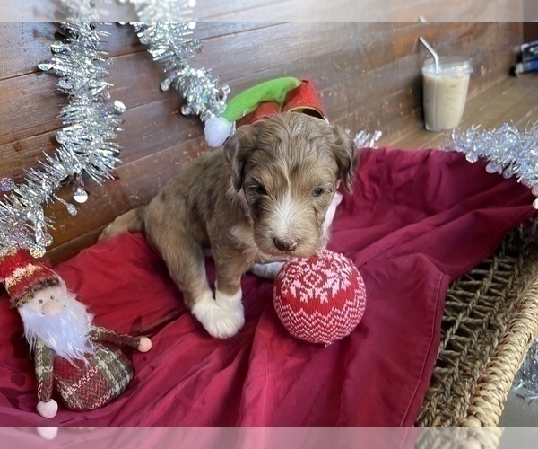 Medium Photo #5 F2 Aussiedoodle Puppy For Sale in CHAPEL HILL, NC, USA